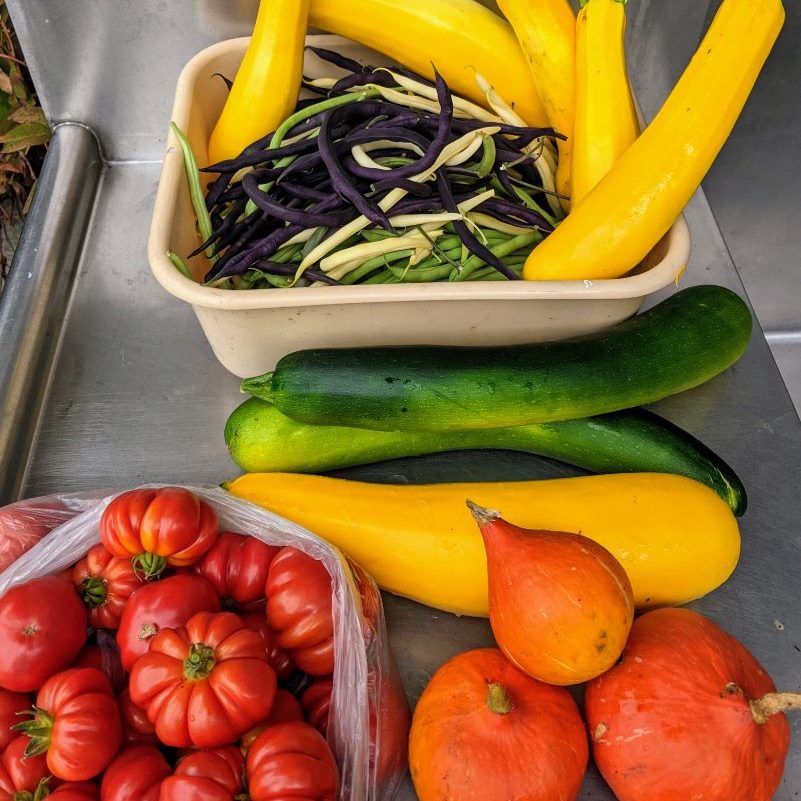 summer autumn vegetables squash tomato beans green beans