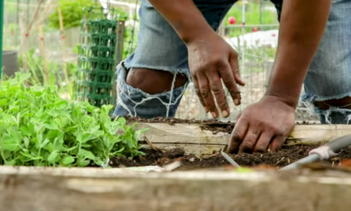 Planting peas in spring