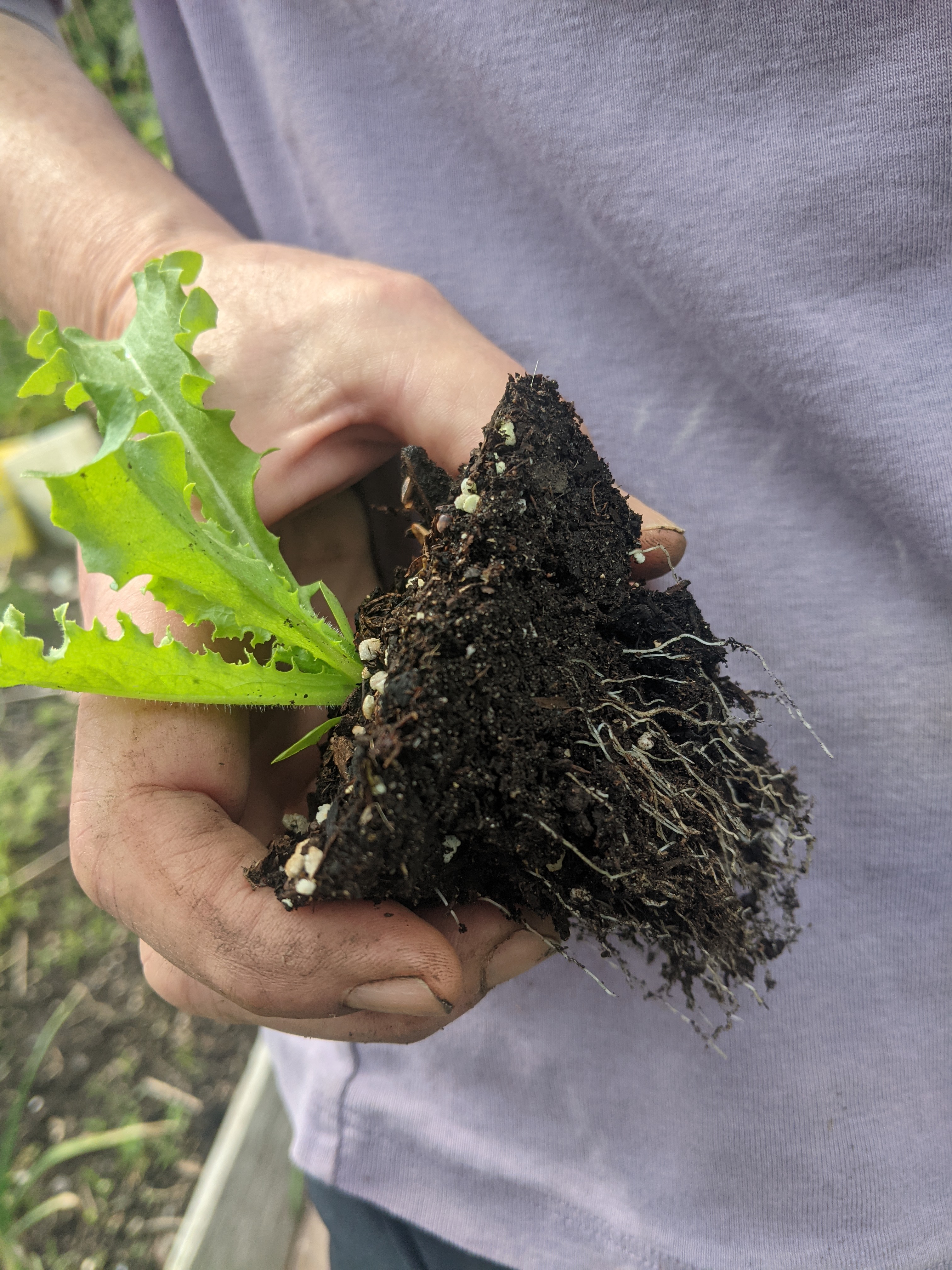 growing garden plants in season baby plant sprout