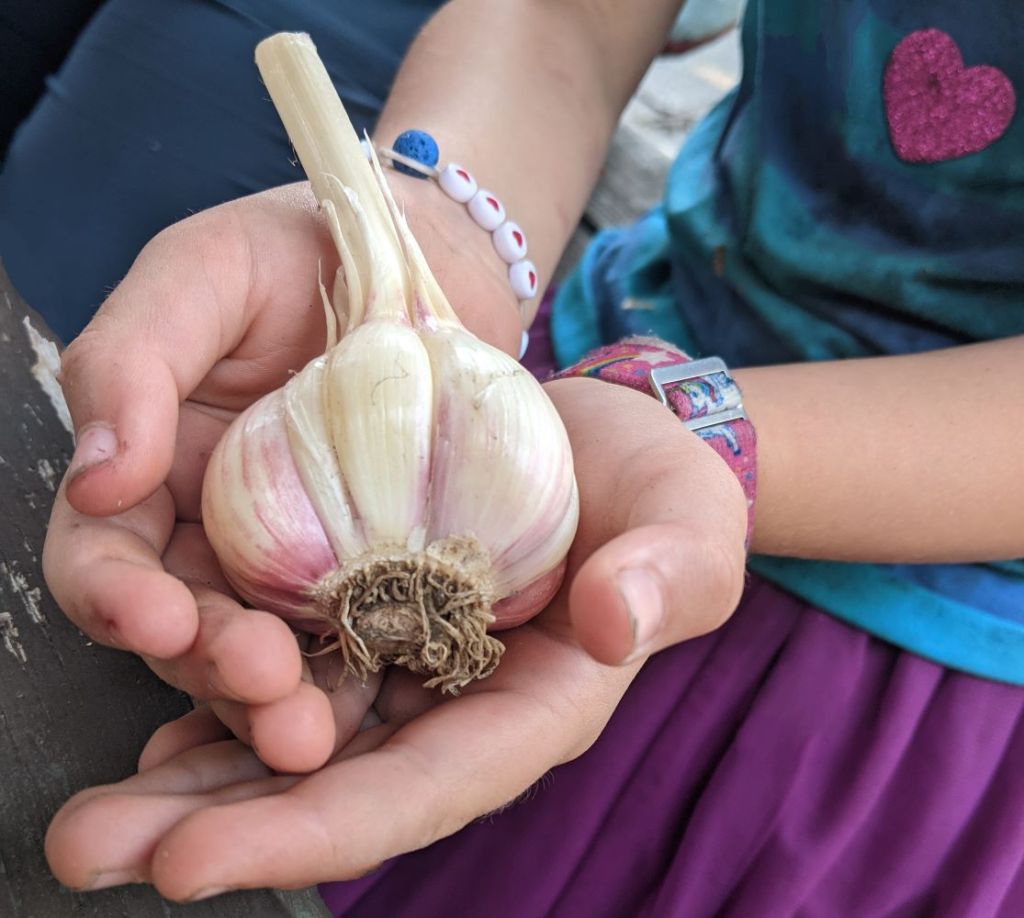 Garlic bulb seed garlic planting garlic
